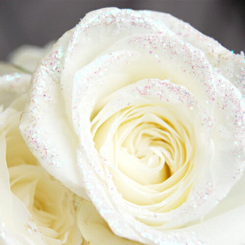 パールホワイトブーケ　〜pearl white bouquet〜◎【送料無料】【楽ギフ_ メッセージカード】【RCP】02P01Oct16