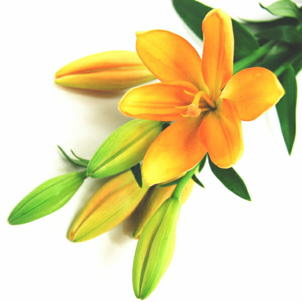 楽天市場】切り花 1 本 から(種類(植物)ユリ)の通販 楽天市場】切り花 1 本 から(種類(植物)ユリ)の通販