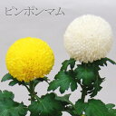 ピンポンマム　ポンポンマム　1本から購入OK　丸い菊　お供え　命日　法事　仏花　墓花　30本以上の購入で基本送料無料　重陽の節句　正月　お月見