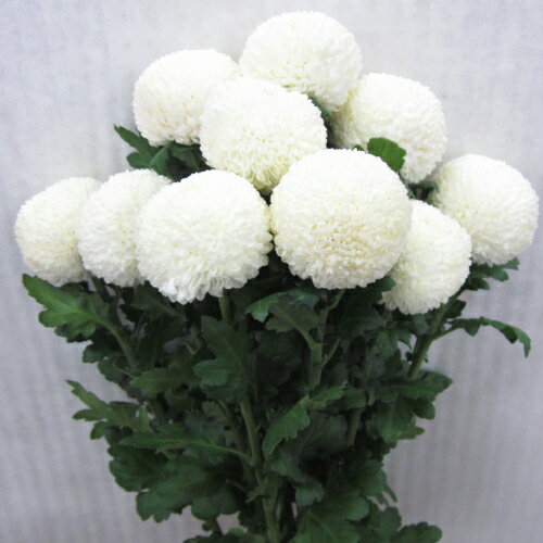 ピンポンマム ポンポンマム 1本から購入OK 丸い菊 秋彼岸 お供え 命日 法事 仏花 ...