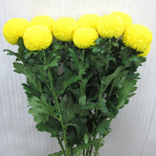 ピンポンマム ポンポンマム 1本から購入OK 丸い菊 秋彼岸 お供え 命日 法事 仏花 ...