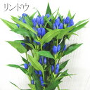 りんどう 1本 花 切花 花束 秋彼岸 お盆 お供え 命日 供花 仏花 お墓参り メッセージカード無料 誕生日 楽ギフ_メッセ入力 鮮度保持剤 楽ギフ_ メッセージカード