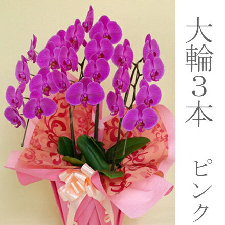 【送料無料】胡蝶蘭大輪3本立て　ピンク【RCP】02P01Oct16