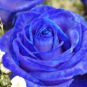 ブルーローズ　青いバラ　1本から購入OK　11本以上の購入で基本送料無料　オランダ産　　誕生日　お祝い　花　フラワー　結婚記念日　お礼