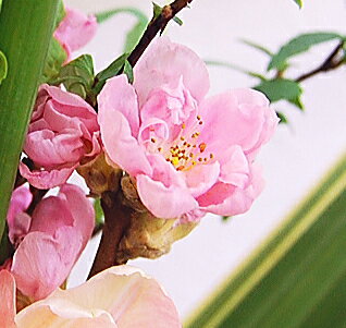【期間限定販売】春うらら〜桃〜peach◎【RCP】02P01Oct16