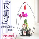 胡蝶蘭ミディ『花結び』◎【お正月】【年末】【送料無料】【RCP】02P01Oct16