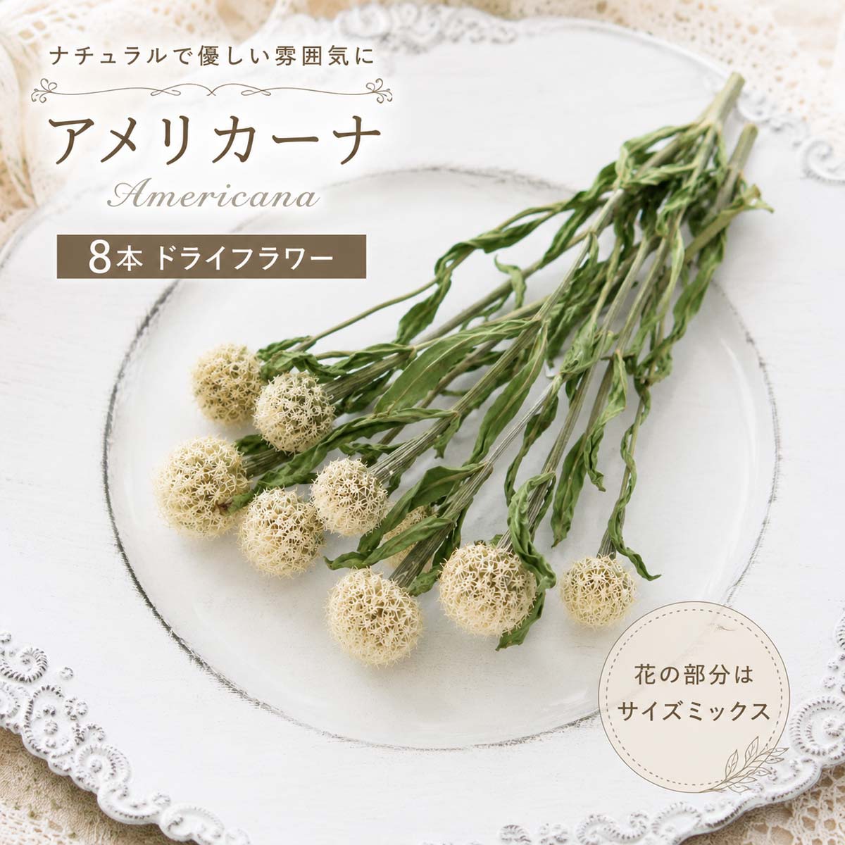 繊細な丸いフォルムが魅力の「アメリカーナ」 まるでレース編みのような繊細な花姿が美しい、ナチュラルなドライフラワーです。 コロンとした可愛らしい丸いフォルムは、スワッグやリース、 フラワーアレンジなど様々な作品のアクセントとして活躍します。 優しいアイボリーホワイトカラーなので、どんな花材とも合わせやすく、 ナチュラル・アンティーク・韓国風インテリアまで幅広いテイストにおすすめです。 おすすめ用途 ・スワッグ ・リース ・ブーケ ・ハーバリウム ・レジンアクセサリー ・キャンドル ・フラワーボックス ・ウェディングアイテム ・撮影小物 ・インテリアディスプレイ 商品内容 花材名：アメリカーナ ドライフラワー サイズ：長さ約25～30cm前後 容量：8本 または 15本 状態：ドライフラワー カラー：ナチュラルホワイト系 ご購入前にご確認ください ・天然素材のため、一輪ごとにサイズや形が異なります。 ・花の部分はサイズミックスとなります。 ・ドライフラワーの特性上、多少の葉落ち・花落ち・色味の個体差がございます。 自然素材ならではの風合いとしてお楽しみください。 Natural*mocoより Natural*mocoでは、ハンドメイド作品に使いやすい品質の花材を一つひとつ丁寧にお届けしています。 アレンジの主役にも、さりげないアクセントにもなる「アメリカーナ」。 あなたの作品づくりにぜひお役立てください。 検索キーワード アメリカーナ ドライフラワー 花材 ハンドメイド ナチュラル ホワイト 白 小花 スワッグ リース ブーケ ハーバリウム レジン キャンドル フラワーアレンジ インテリア 撮影資材 DIY ナチュラルインテリア