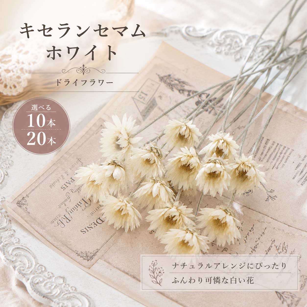 楽天市場】花材 ピンポンマム（ドライフラワー｜花・観葉植物）：花