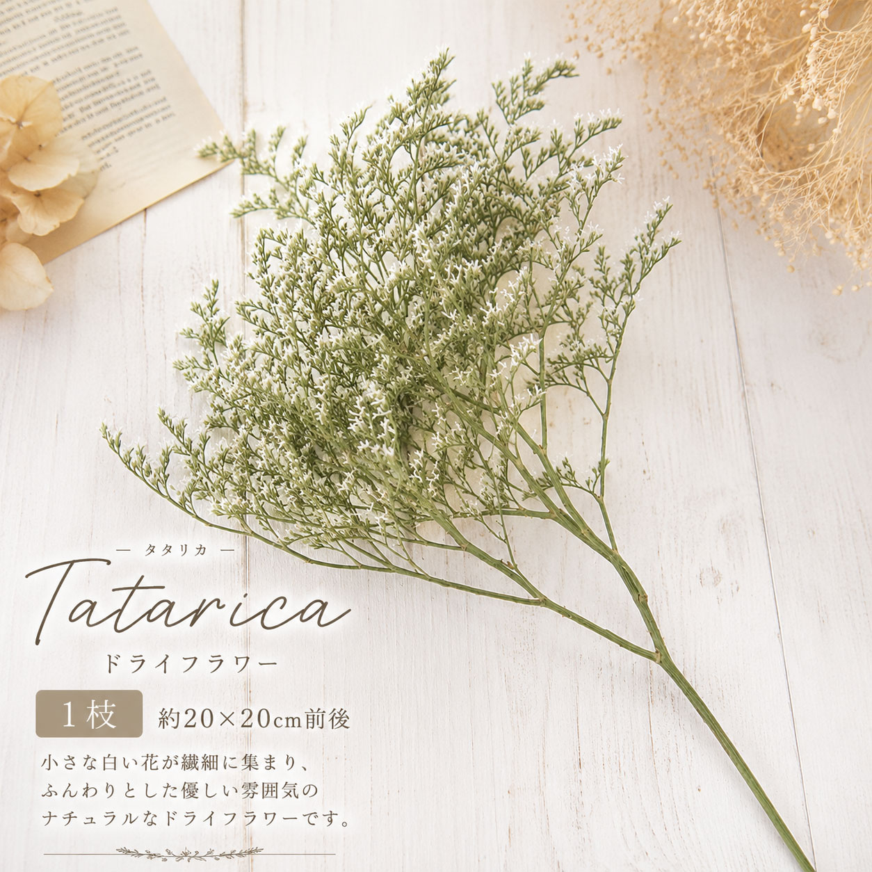 乐天商城 - タタリカ ドライフラワー 1枝 約20×20cm 花材 ホワイト 白 小花 ナチュラル ハンドメイド リース スワッグ レジン