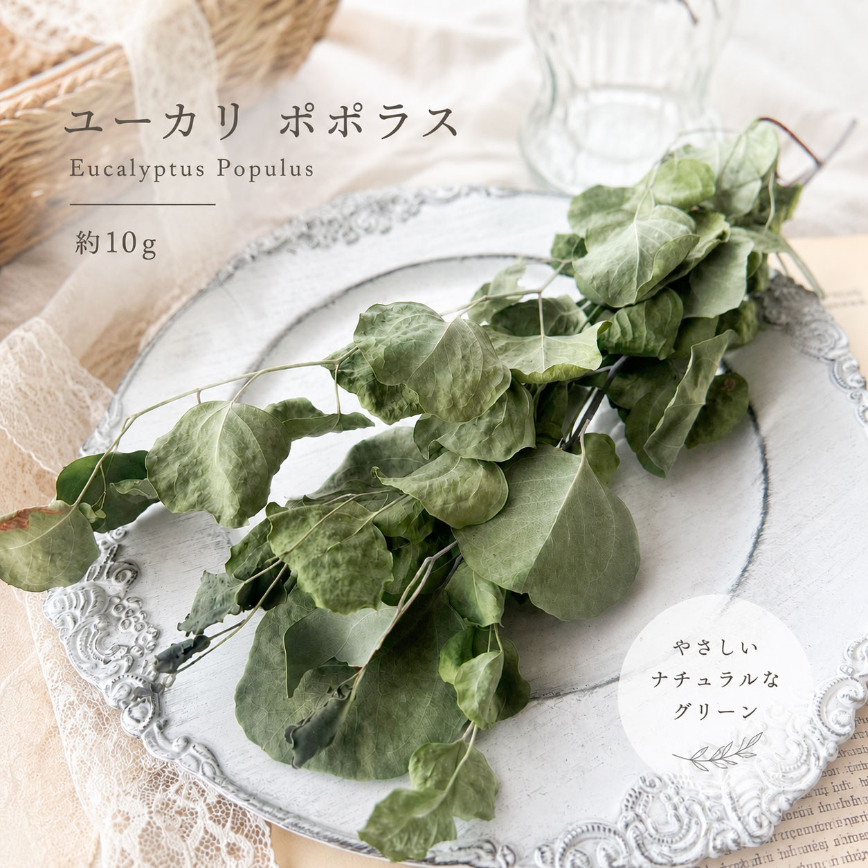 ユーカリ ポポラス 約10g ドライフラワー 花材 スワッグ リース アレンジメント ハンドメイド ボタニカル ナチュラル グリーン インテリア 撮影小物