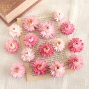 ヘリクリサム パステルピンク ドライフラワー 花材 ピンク 貝細工 カイザイク ムギワラソウ 小分け