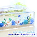 固まるハーバリウム ティッシュケース (アクアリウム 熱帯魚 海) カクレクマノミ 貝 魚 水槽 水族館 夏 青 海藻 ティッシュボックス 収納 アクリル 透明...