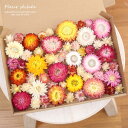 大小サイズ ヘリクリサム たっぷり 約54輪 セット (色 ミックス)| ドライフラワー 貝細工 カイザイク 麦ワラ草 ムギワラソウ 国産 小ぶり 大きめ 大き...