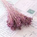 モリソニア ライラック 約4g 【小分け 少量 お花 フラワー 】