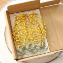 ミモザ ロングLong穂先10本&葉5枚 花材 セット【国産 銀葉アカシア 春 黄色 イエロー 綺麗 農家 ハンドメイド 】