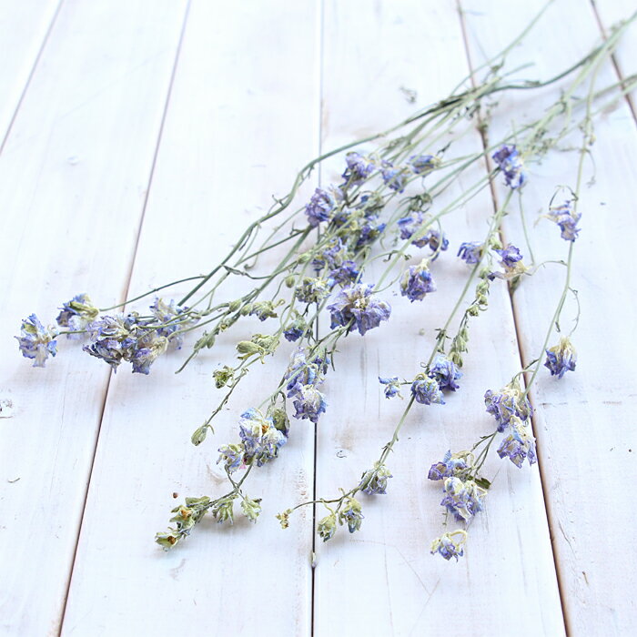 ラークスパー 7本 （藍色） 【 チドリソウ ドライフラワー 花材 素材 国産 乾燥 スワッグ ブーケ 一輪挿し ハンドメイド クラフト フラワー お花 レッスン ワークショップ イベント 結婚 ウエディング 】