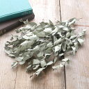 ユーカリグニー ドライフラワー 10本セット (長さ約25~30cm) ユーカリ ドライ フラワー 葉 スワッグ 国産 花材 材料 素材 乾燥 ハンドメイド ワークショップ イベント 撮影小物 撮影用 インテリアグリーン 送料無料 結婚式 結婚 ウエディング 席札