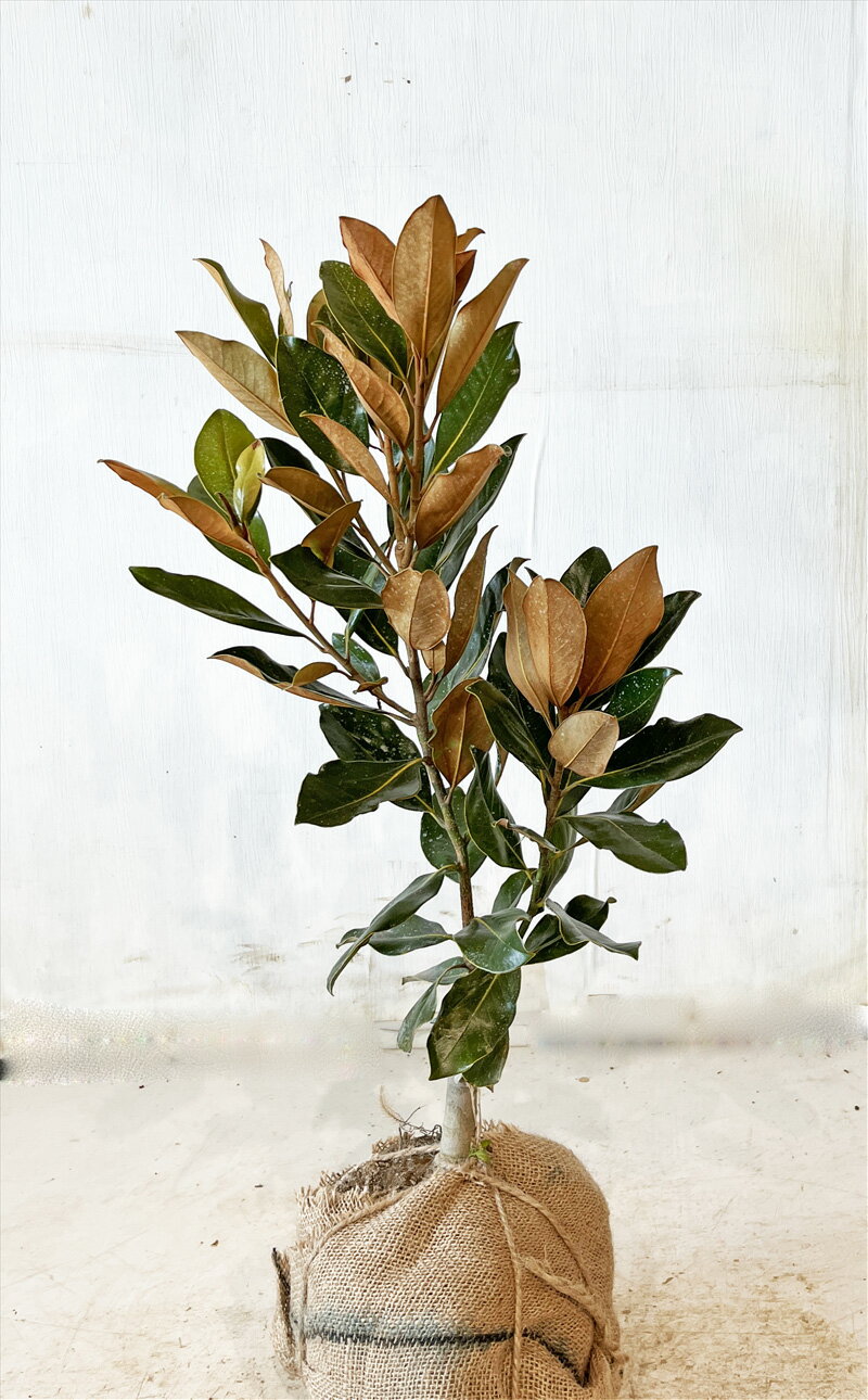 【送料無料】タイサンボク　リトルジェム　高さ約0.4m（鉢上から）（根鉢含まず）サンプル画像同等品の発送根巻苗　花木,常緑樹沖縄は送料が必要のサムネイル