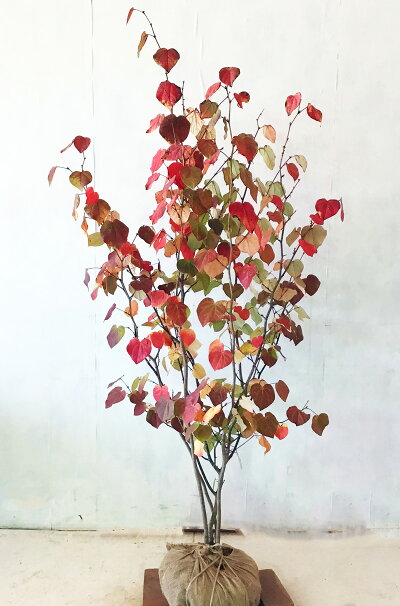 【送料無料】【サンプル画像】マルバノキサンプル画像高さ約1.5m木だけのサイズ（根鉢含まず）同等品の発送シンボルツリー，紅葉，若葉沖縄、北海道は送料が必要紅葉時の撮影のサムネイル