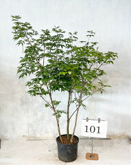 https://thumbnail.image.rakuten.co.jp/@0_mall/natural-tree/cabinet/09906106/aodamo101.jpg