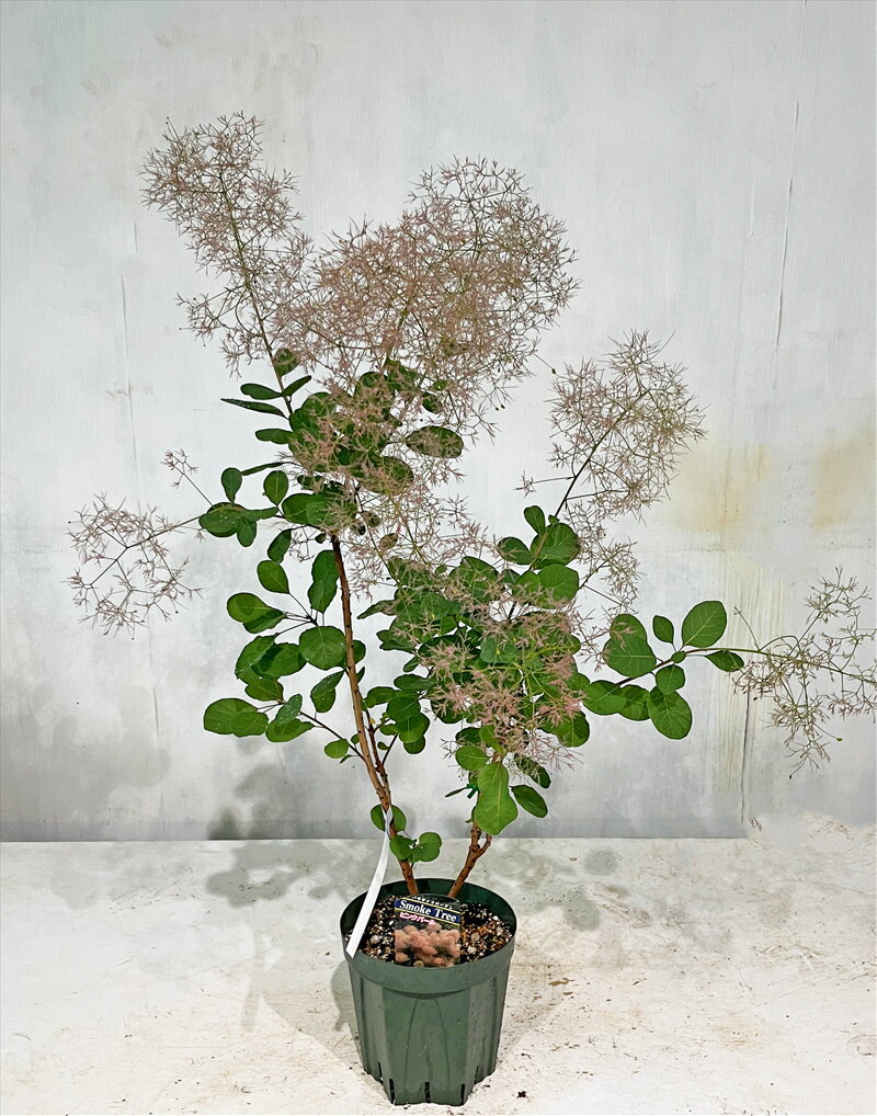 【送料無料】【サンプル画像】スモークツリー　ピンクパール　高さ約0.9m（鉢底から)6号鉢同等品の発送花色はピンクですが、日陰だと白っぽくなります。沖縄、離島、北海道は送料が必要5月1日撮影（ツボミ有り）のサムネイル