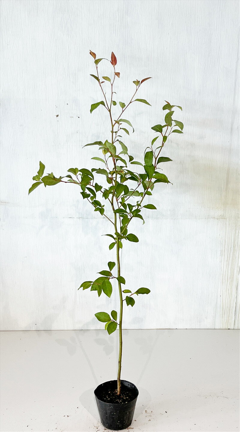 クロモジ 大 高さ約0.7m(鉢底から) 【サンプル画像】 同等品の発送 繊細な木,落葉低木 【送料無料】沖縄は送料が必要