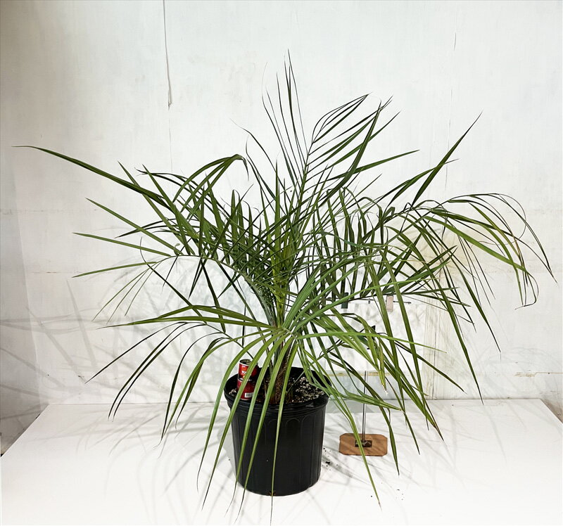 楽天市場】ココスヤシ(サイズ(植木鉢)10 ~ 12号)(観葉植物 楽天市場】ココスヤシ(サイズ(植木鉢)10 ~ 12号)(観葉植物