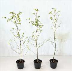 https://thumbnail.image.rakuten.co.jp/@0_mall/natural-tree/cabinet/10289305/kuromozi-3.jpg