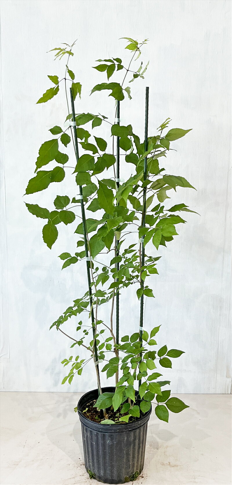 【アオダモ】　株立（寄せ株）　高さ1.2m～1.5m（鉢底から）7号鉢　サンプル画像　同等品の発送　春の白い花、縞模様の幹肌　中高木　落葉樹　雑木風　植木　庭木　樹木　ガーデニング　インテリア　エクステリア　おしゃれ　【送料無料】沖縄、北海道、離島は送料が必要ですのサムネイル