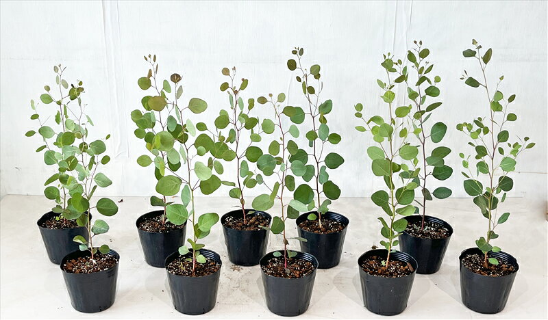 【ユーカリ　ポポラス　10本セット】　ポリアンセモス　高さ約0.6m（鉢底から）サンプル画像　同等品の発送　かわいい葉　中高木　常緑樹　植木　庭木　樹木　鉢植え　ガーデニング　インテリア　エクステリア　おしゃれ　【送料無料】沖縄は送料が必要ですのサムネイル