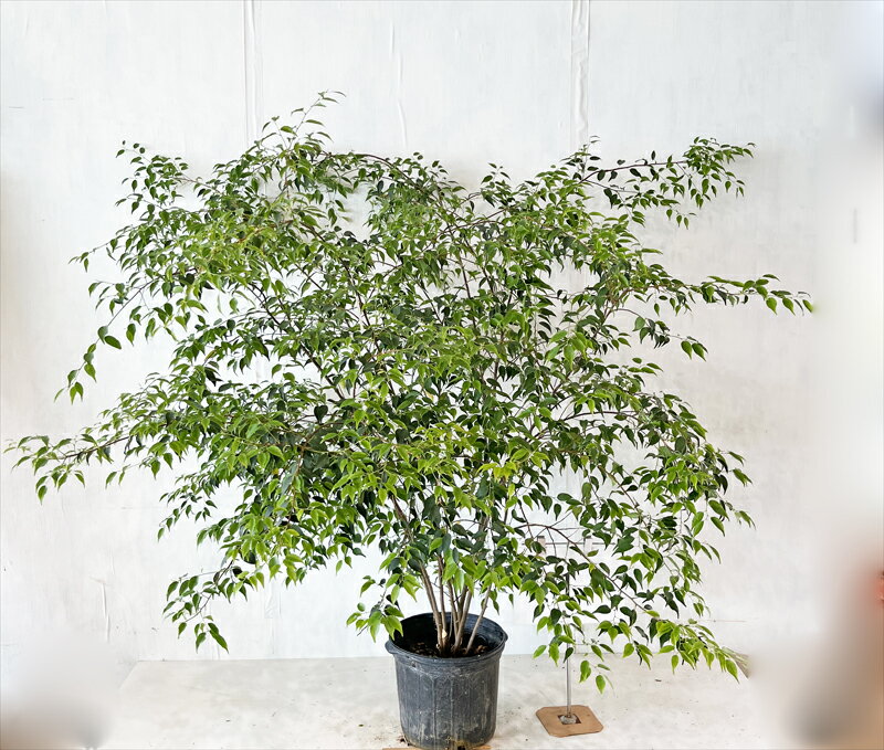 【ハイノキ】　株立　樹高1.1m～1.7m（鉢底から）　　現品発送　画像の商品をお送りします。　初夏の白い花　上品な緑色の葉　日陰に適する　常緑樹　雑木風　植木　庭木　樹木　シェードガーデン　ガーデニング　【送料無料】沖縄、北海道、離島は送料が必要です。のサムネイル