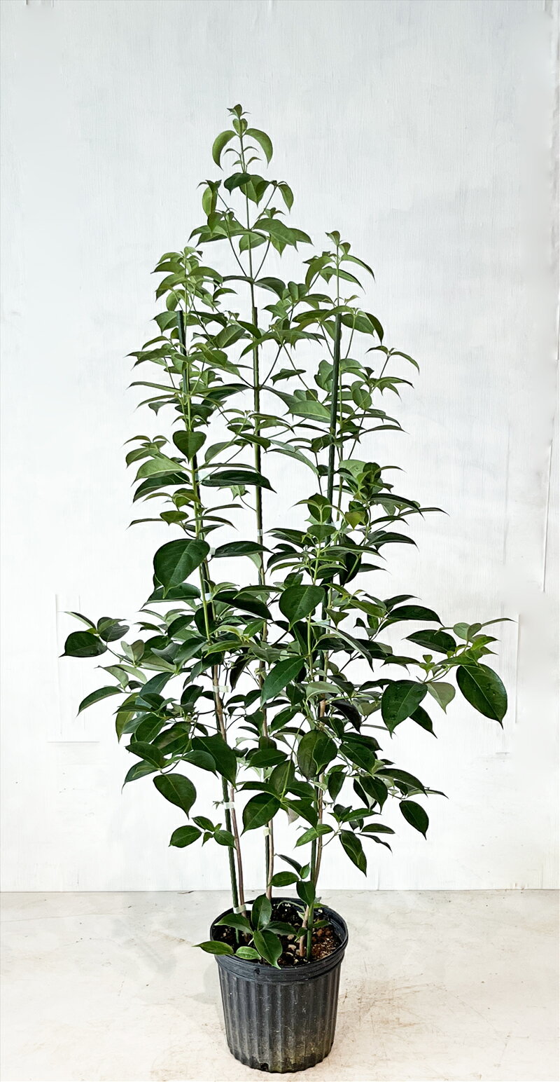 【常緑ヤマボウシ　月光】　株立（寄せ株）　樹高約1.5m（鉢底から）　8号鉢　花芽付き　サンプル画像　同等品の発送　初夏の白い花、　中高木　常緑樹　たくさんの花が咲く　植木　庭木　樹木　ガーデニング　れ　【送料無料】沖縄、北海道、離島は送料が必要です