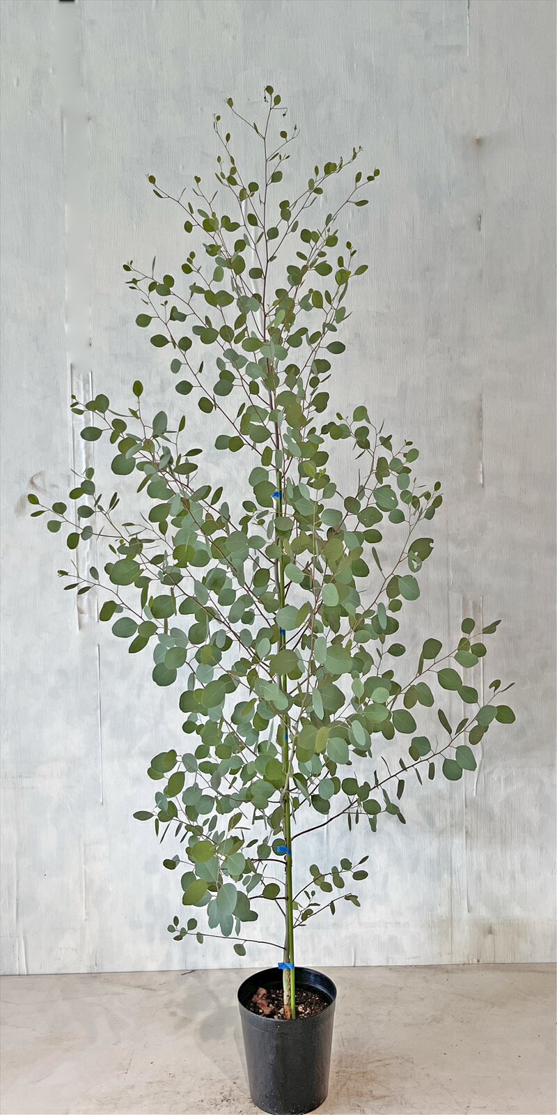 楽天市場】植木(種類(植物)ユーカリ)(ガーデニング・農業 楽天市場】植木(種類(植物)ユーカリ)(ガーデニング・農業