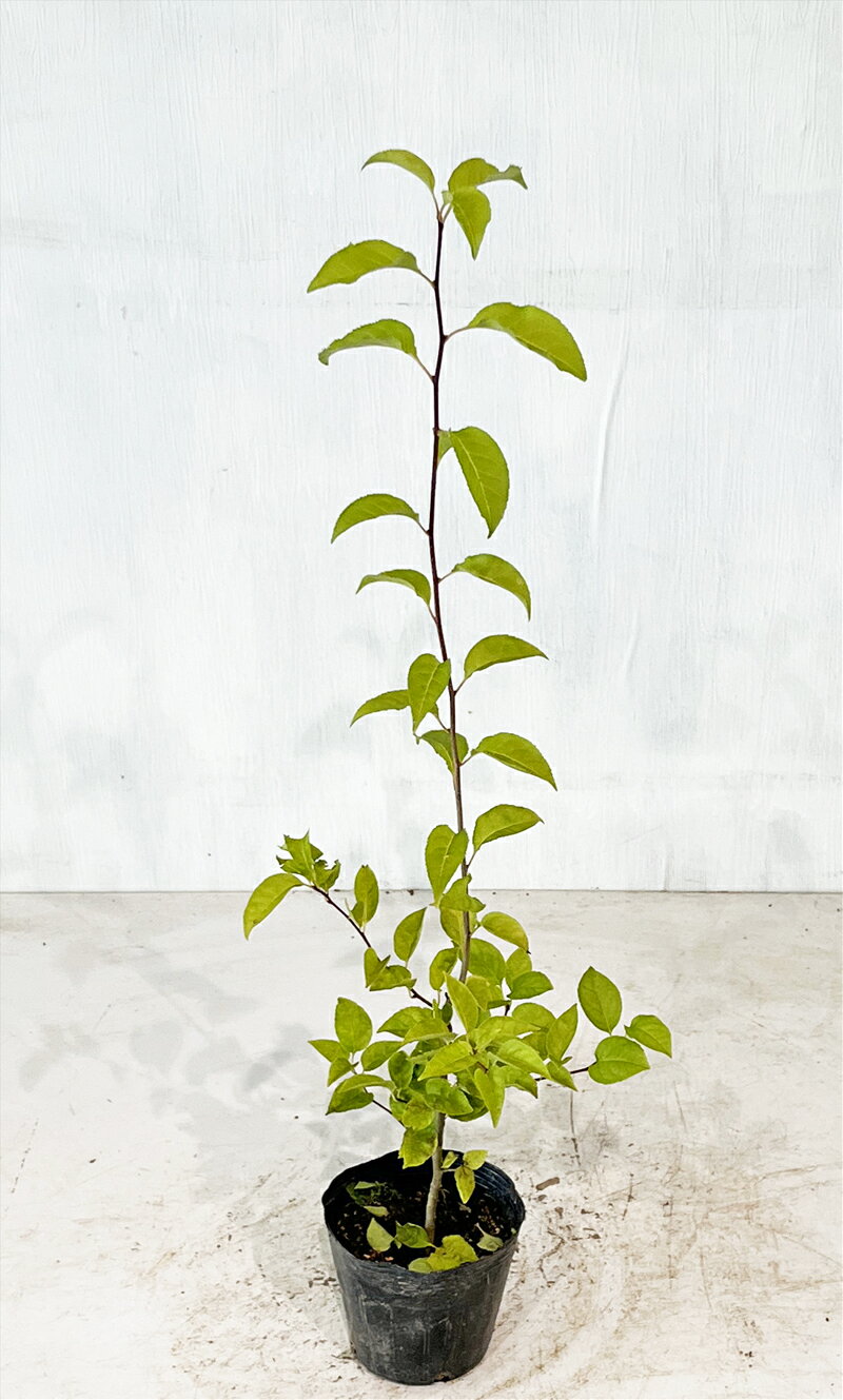 【アオハダ】　高さ約0.7m（鉢底から）　4号鉢　サンプル画像　同等品の発送　　中高木　落葉樹　雑木風　植木　庭木　樹木　ガーデニング　インテリア　エクステリア　おしゃれ　9月20日撮影　【送料無料】沖縄は送料が必要ですのサムネイル