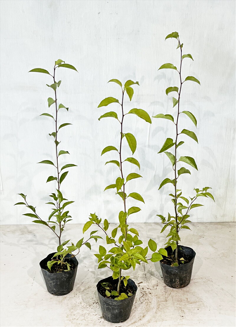 【アオハダ】3本セット　高さ約0.7m（鉢底から）　4号鉢　サンプル画像　同等品の発送　　中高木　落葉樹　雑木風　植木　庭木　樹木　ガーデニング　インテリア　エクステリア　おしゃれ　9月20日撮影　【送料無料】沖縄は送料が必要ですのサムネイル
