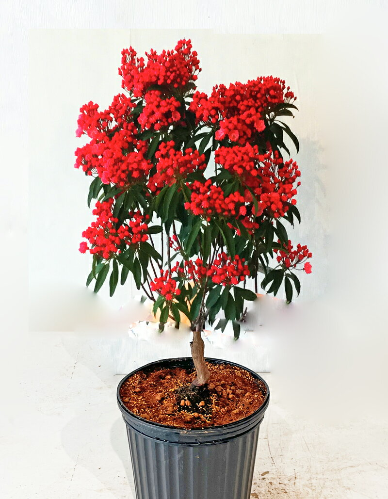 【カルミア　サラー】　赤花種　樹高0.8m～1.0m（根鉢含まず）　現品発送　かわいいツボミ　きれいな赤い花　花木　低木　常緑樹　植木　庭木　樹木　ガーデニング　エクステリア　【送料無料】沖縄は送料が必要です。5月19日撮影のサムネイル