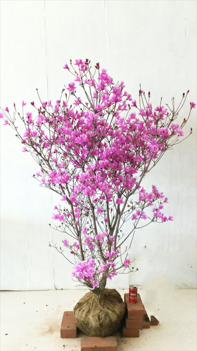 【ミツバツツジ】 高さ約1.0m(鉢上、根鉢含まず）　サンプル画像 　同等品の発送　　