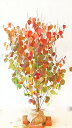 マルバノキ 樹高1.0m~1.4m (根鉢から) 紅葉 【現品発送】 画像の商品をお送りします。【送料無料】沖縄、北海道、離島は送料が必要です。 中高木 雑木風 落葉樹 植木 庭木