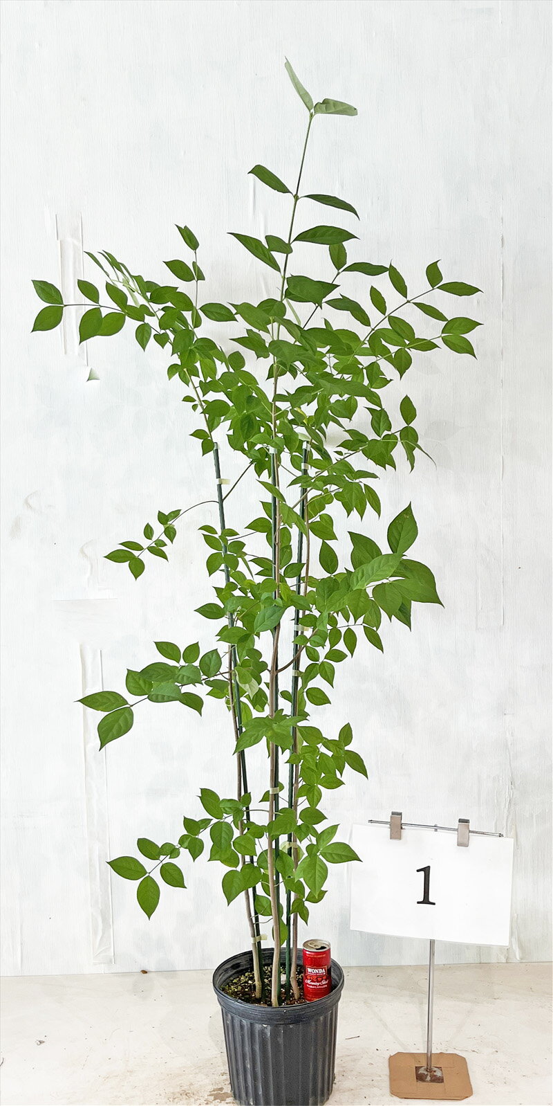 ツリバナ 株立 高さ約1.4m~1.6m(鉢底からのサイズ) 【現品発送】 雑木、実がなる、紅葉【送料無料】沖縄、離島、北海道は送料が必要 個別の画像は6月2の落葉時の画像 6月2日撮影