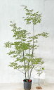 アオダモ 株立(寄植) 樹高1.5m〜2.0m(鉢底から) 【現品発送】 撮影商品を発送します。 夏の白い花、縞の幹肌 中高木 落葉樹 雑木風 植木 庭木 樹木...