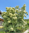 natural-tree:10006294のサンプル画像1