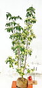natural-tree:10006294のサンプル画像2
