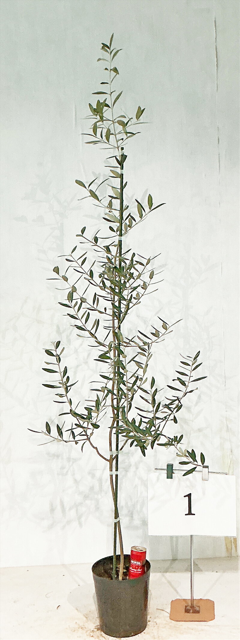 オリーブ レッチーノ 樹高1.5m~1.7m(鉢底から) 7号鉢 【現品発送】撮影商品の発送 青銀色の葉がかわいい おしゃれ ガーデニング 中高木 庭木 植木 ポポラス 中高木 常緑樹 植木 庭木 樹木 【送料無料】沖縄、北海道、離島は送料が必要です 10月4日撮影