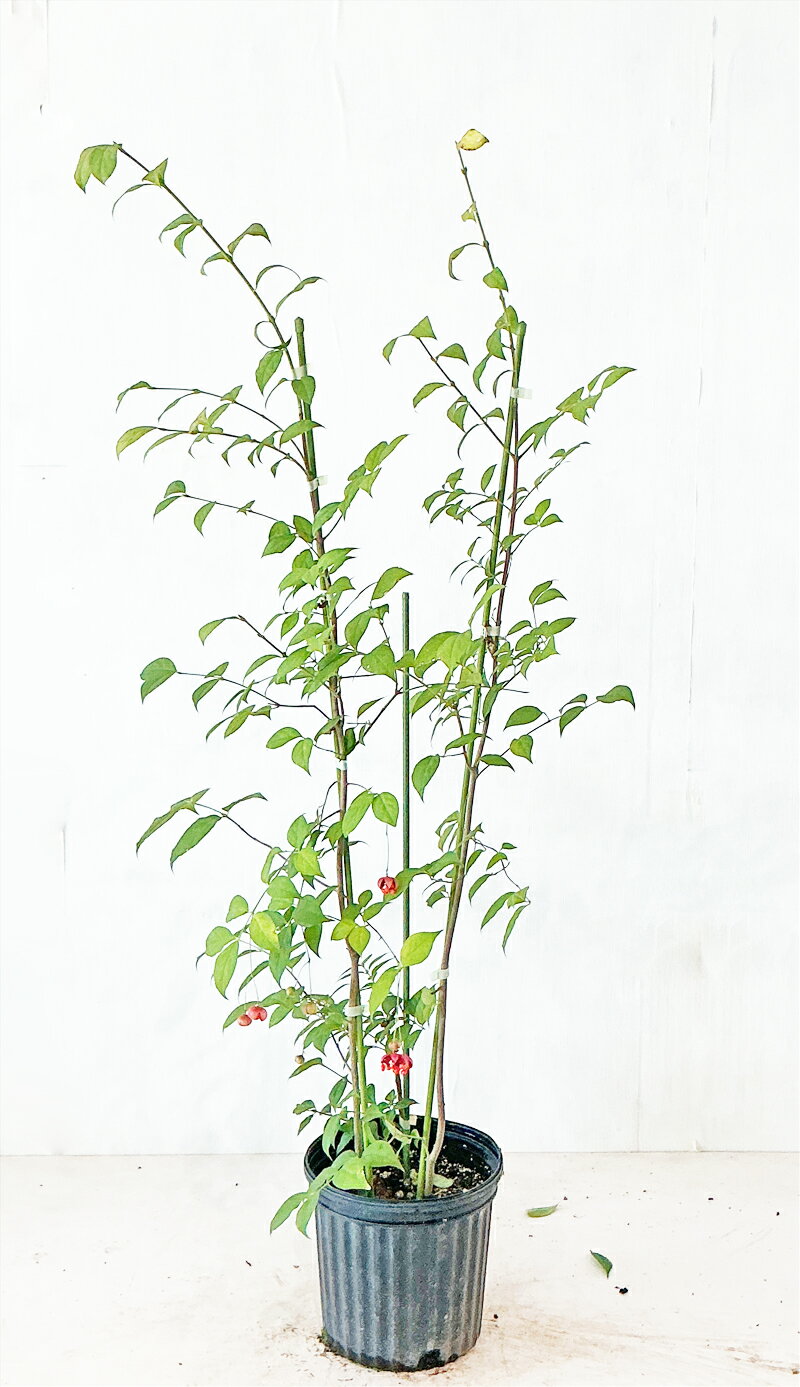 ツリバナ 株立 高さ約1.2m~1.4m(鉢底からのサイズ) 【現品発送】 雑木、実がなる、紅葉【送料無料】沖縄、離島、北海道は送料が必要 個別の画像は10月2日の撮影