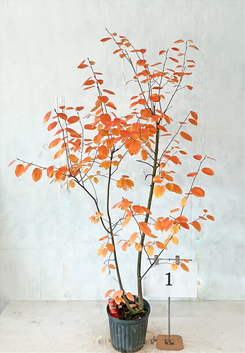 ジューンベリー株立紅葉時の撮影11...