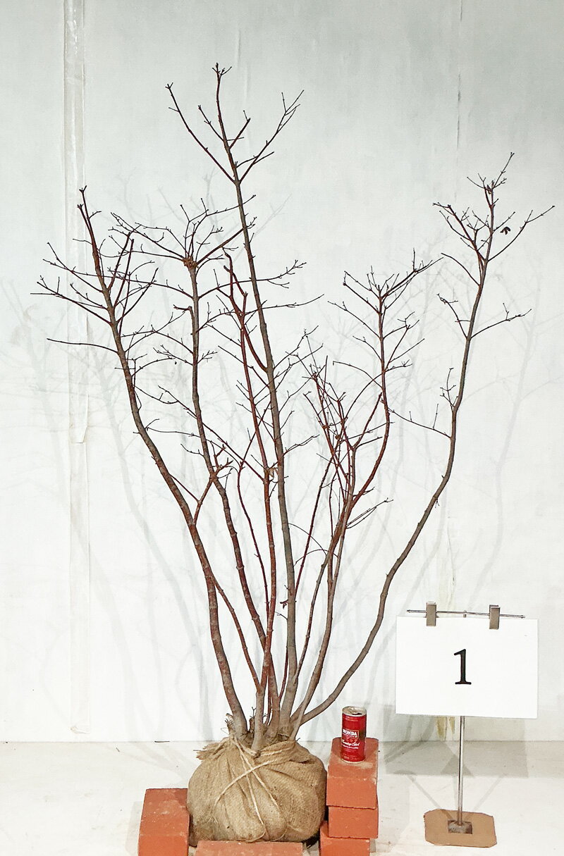 楽天市場】モミジ 株立の通販