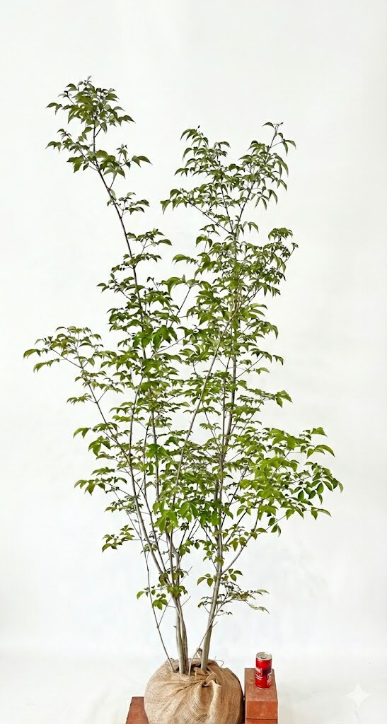 アオダモ　株立 【現品発送】 　高さ1.0～1.2m　サイズは鉢上（根鉢含まず）2月20 日撮影　【送料無料】沖縄、北海道、離島は送料が必要 　ガーデニング　雑木　自然