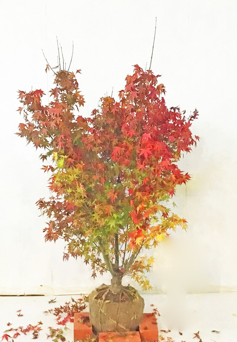 イロハモミジ 株立（本株）本当の株立 高さ1.2～1.4m（根鉢含まず）【現品発送】 画像の商品をお送りします。 紅葉 雑木 ガーデニング 【送料無料】沖縄、北海道、離島は送料が必要