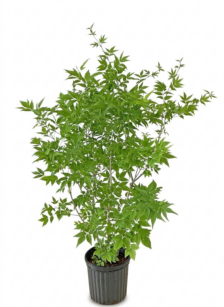 楽天市場】アオダモ 株 立ち 3m（植木｜ガーデニング・農業）：花