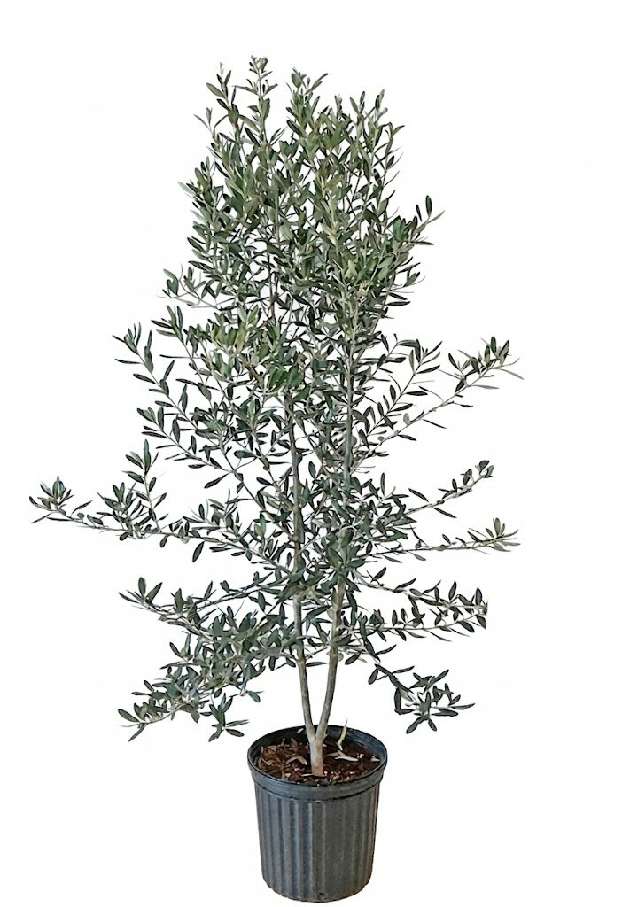 【現品】オリーブ　7号　黒鉢（1）ミッション＜S-1＞ 観葉植物 7号 オリーブ」の人気商品一覧 | 安い商品を通販サイトから